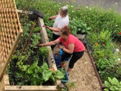 two woman gardening in HETRA community garden 