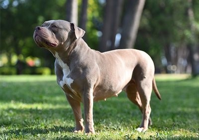 XL Bully